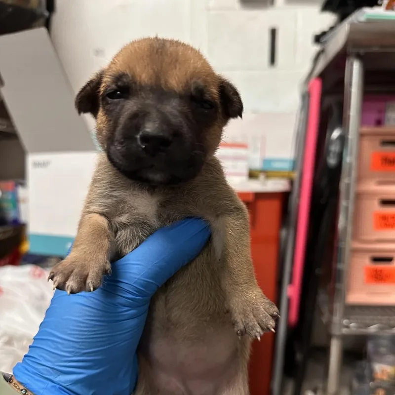 A baby medium-sized female Brown / Chocolate Shepherd dog named Juliana for adoption in Edinburg, TX
