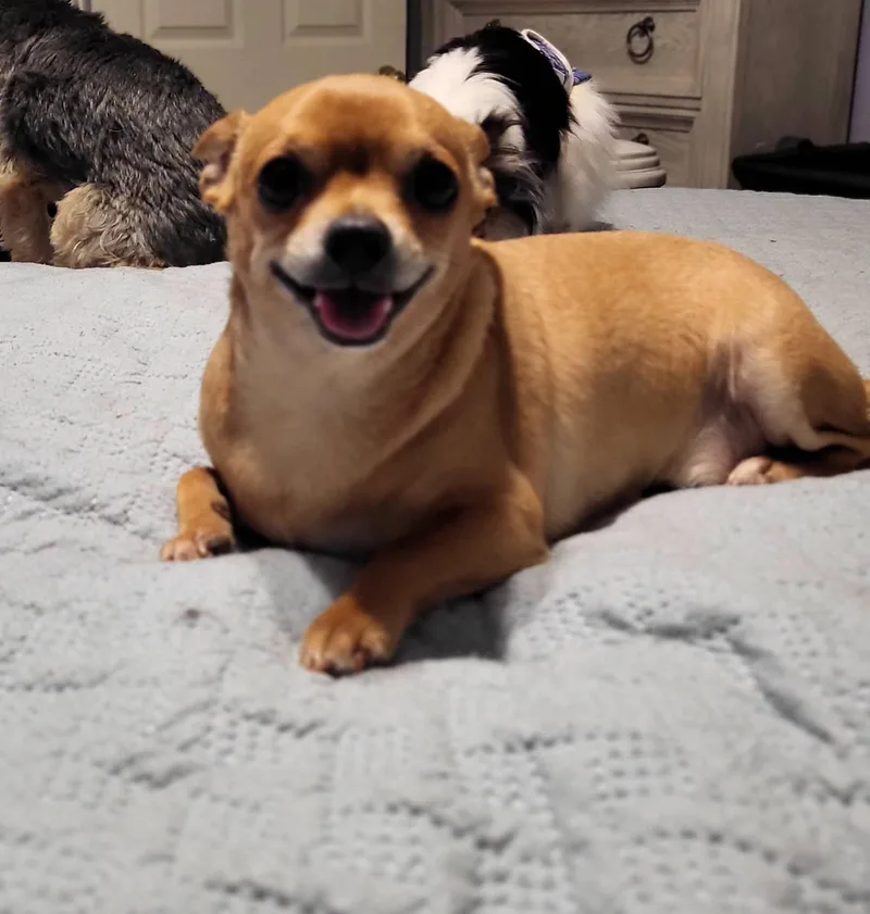 A young small-sized male Chihuahua dog named Razor for adoption in Salisbury, NC