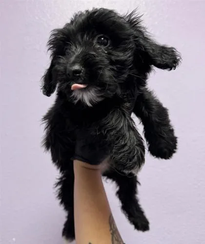 A baby small-sized female Terrier dog named 61771104 for adoption in El Paso, TX
