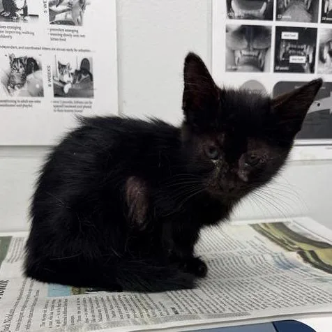 A baby small-sized male Domestic Short Hair cat named Sampson for adoption in Jacksonville, FL