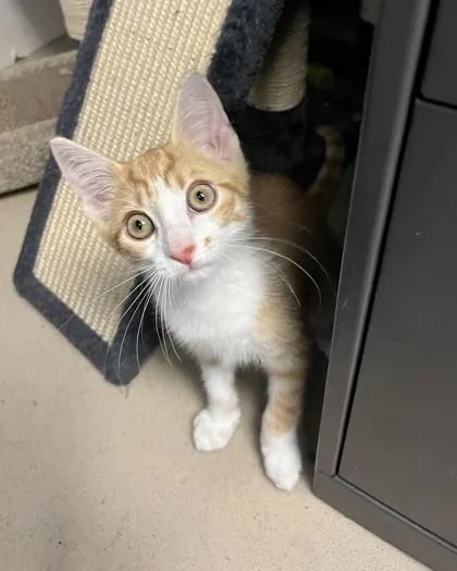 Gus