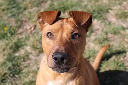 An adult medium-sized male Mixed Breed dog named Razzmatazz for adoption in Kansas City, MO