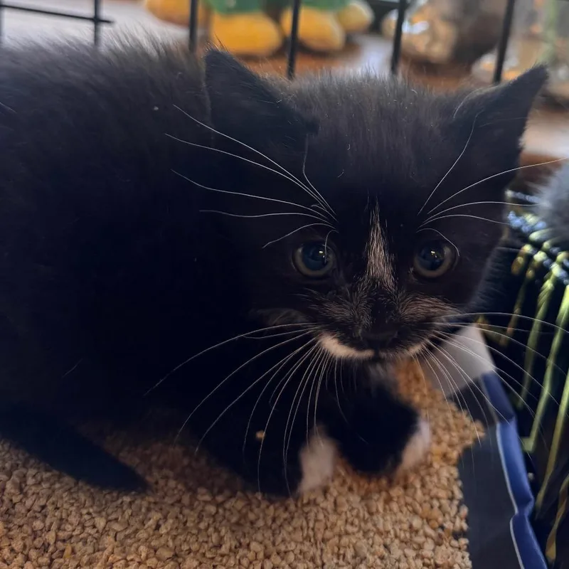 A baby small-sized female Black Domestic Medium Hair cat named Furby for adoption in Wheeling, IL