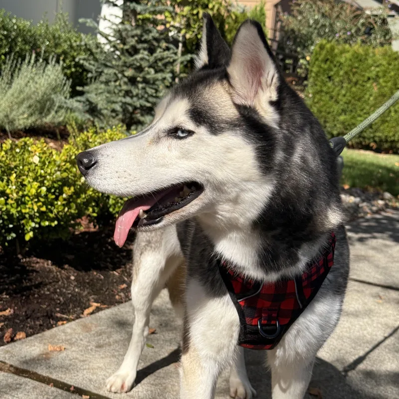 A young medium-sized female Black Siberian Husky dog named Cloud for adoption in Issaquah, WA