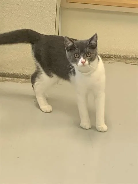 A baby small-sized female Domestic Short Hair cat named Winehouse for adoption in Sarasota, FL