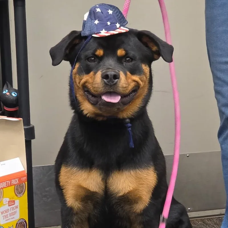 A young large-sized female Black Rottweiler dog named Rizzo for adoption in Council Bluffs, IA
