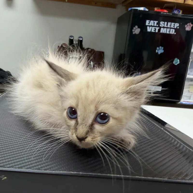A baby small-sized female Domestic Short Hair cat named Little Rock for adoption in Starkville, MS