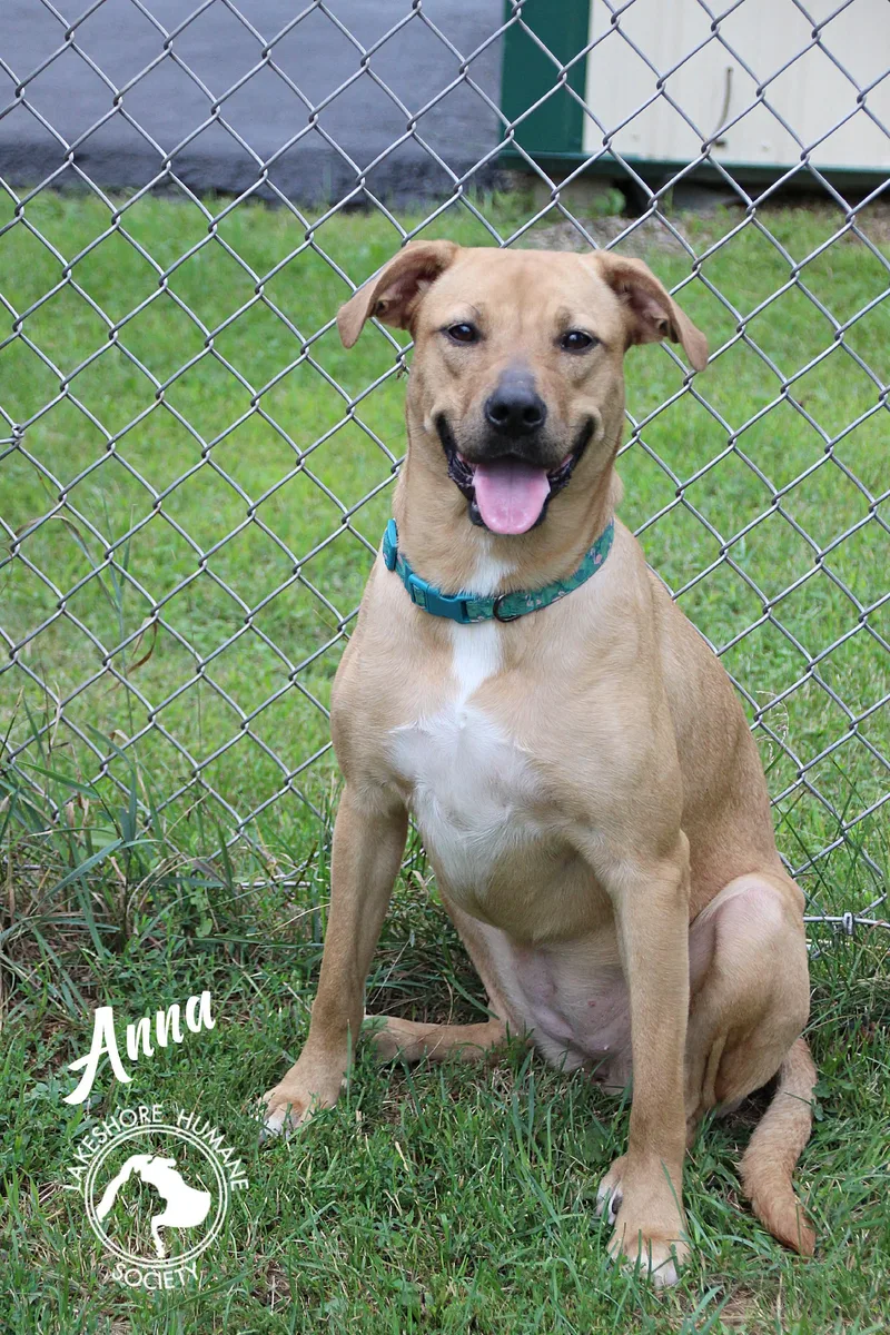 An adult medium-sized female Labrador Retriever dog named Anna for adoption in Dunkirk, NY
