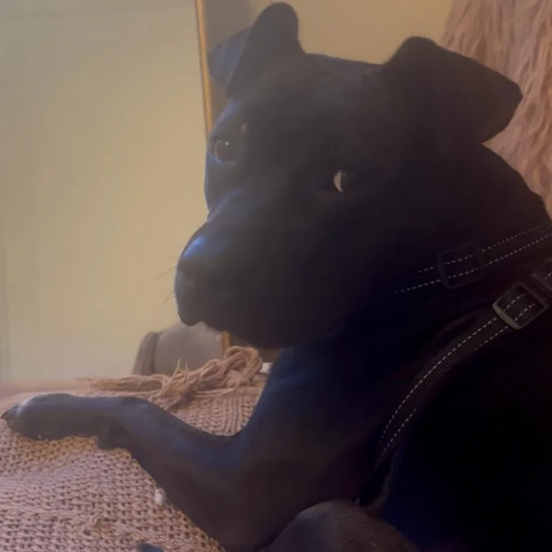 An adult medium-sized male Black Pit Bull Terrier dog named August for adoption in Philadelphia, PA