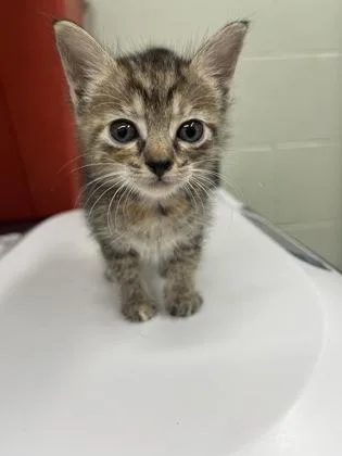 A baby small-sized female Domestic Short Hair cat named Patricia for adoption in Gainesville, FL