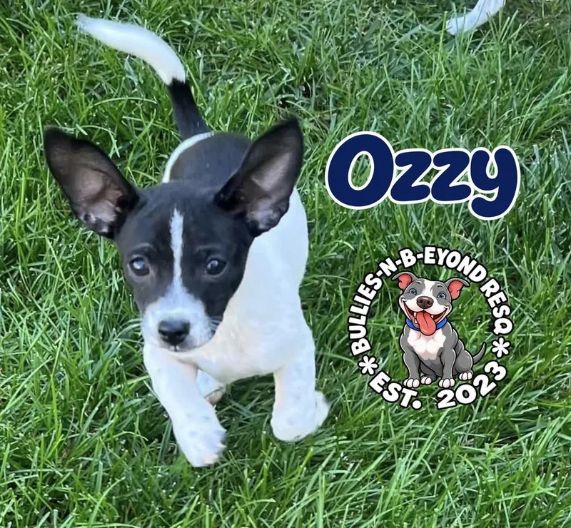 A baby small-sized male Tricolor (Brown, Black, & White) Shih Tzu dog named Ozzy for adoption in Omaha, NE