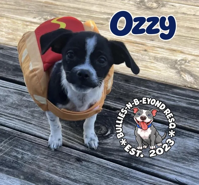 Ozzy thumbnail 2