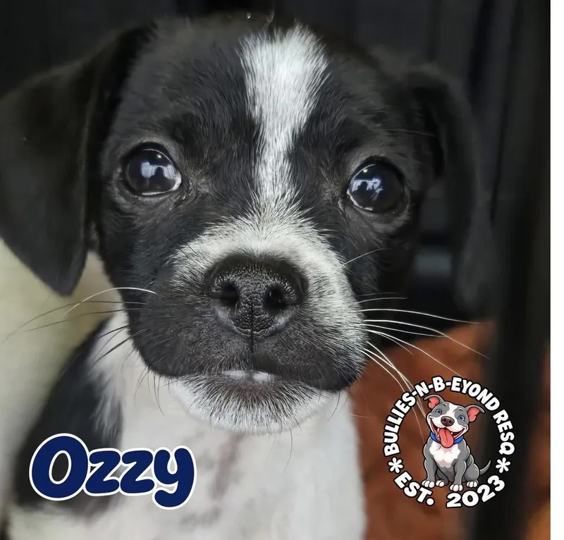 Ozzy thumbnail 3