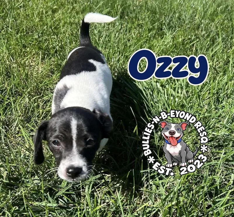 Ozzy thumbnail 4