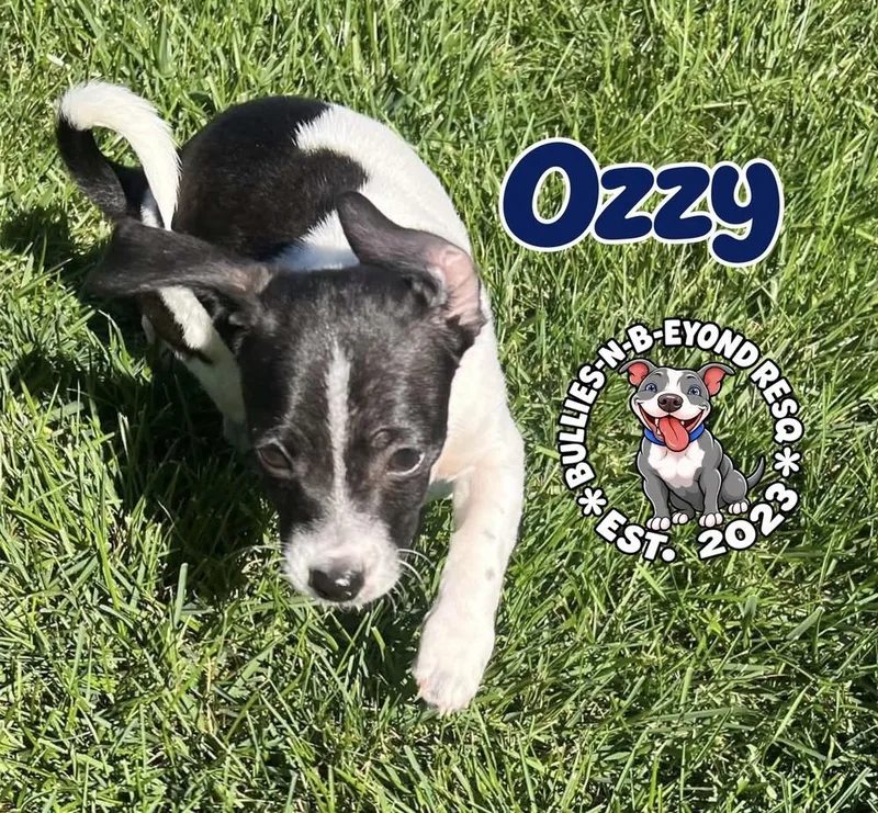 Ozzy thumbnail 5
