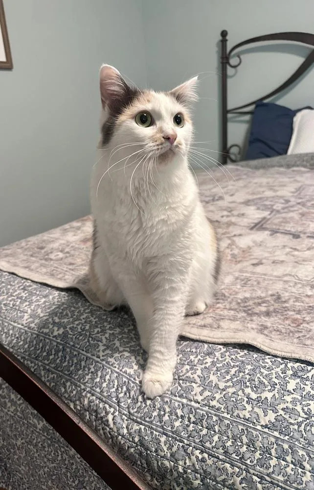 An adult large-sized female Orange & White Domestic Medium Hair cat named Cera for adoption in Greensboro, NC