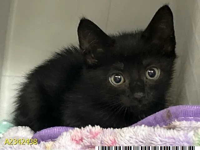 A baby small-sized female Domestic Short Hair cat named Stormy for adoption in West Palm Beach, FL