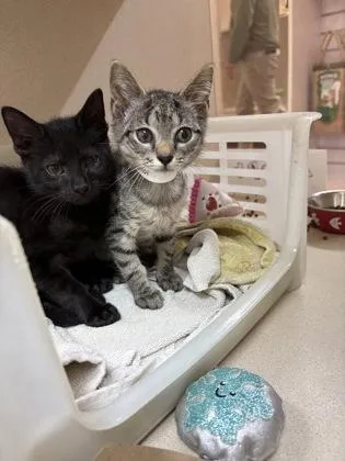 A baby small-sized female Domestic Short Hair cat named A Cream for adoption in North Charleston, SC