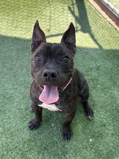 A young small-sized male Boxer dog named Tank for adoption in Castaic, CA