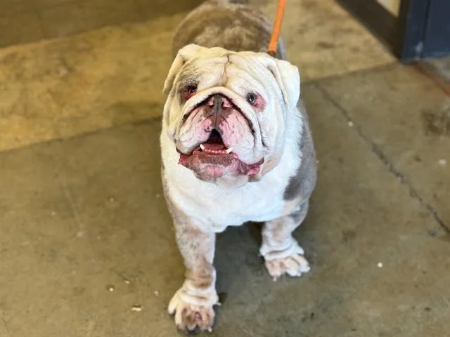A young large-sized male English Bulldog dog named Dom for adoption in Ontario, CA