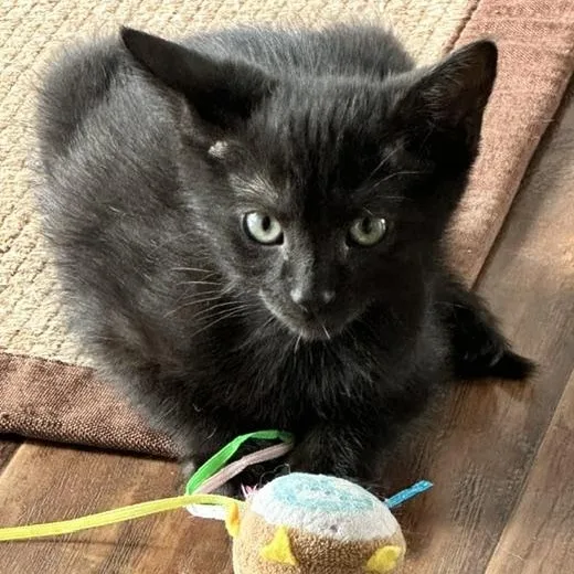 A baby small-sized female Black Domestic Short Hair cat named Emme Best Friends With for adoption in West Jefferson, OH