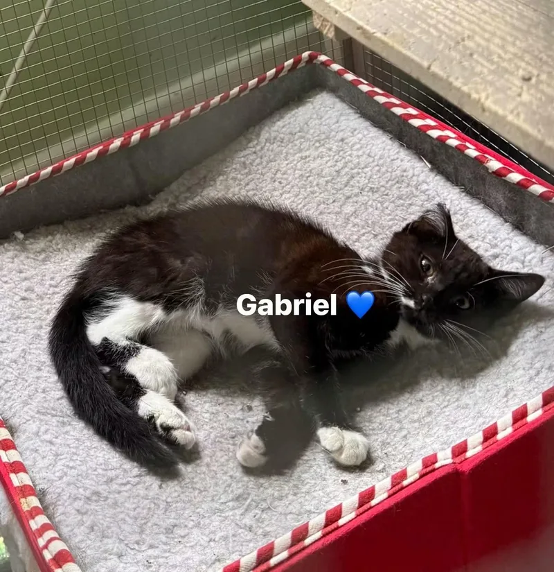 A baby medium-sized male Domestic Medium Hair cat named Gabriel for adoption in Newark, NJ