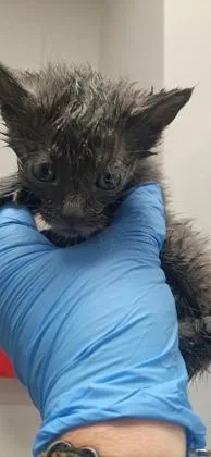 A baby small-sized male Domestic Short Hair cat named White Band for adoption in Gastonia, NC