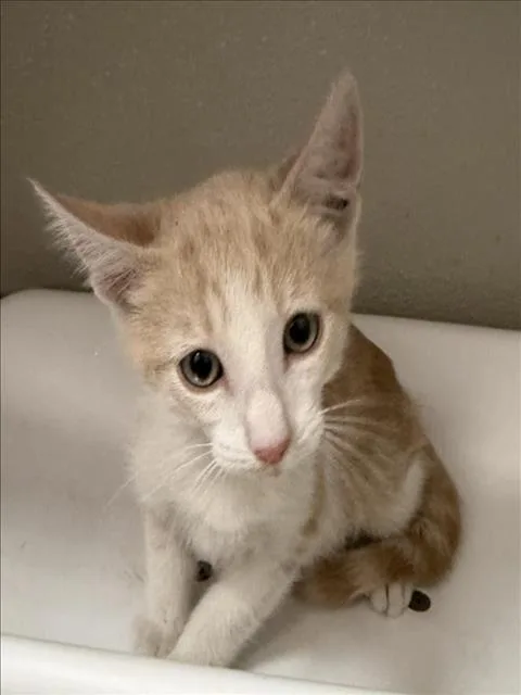 A baby small-sized male Domestic Short Hair cat named Larry for adoption in Tracy, CA