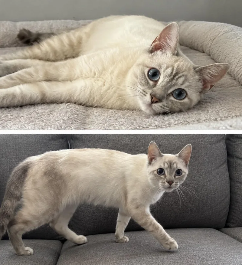 A baby small-sized female Lilac Point Siamese cat named Marshmallow for adoption in Old Bridge, NJ