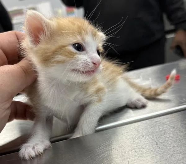 A baby small-sized female Domestic Short Hair cat named Pen Peaches for adoption in Lawrenceville, GA