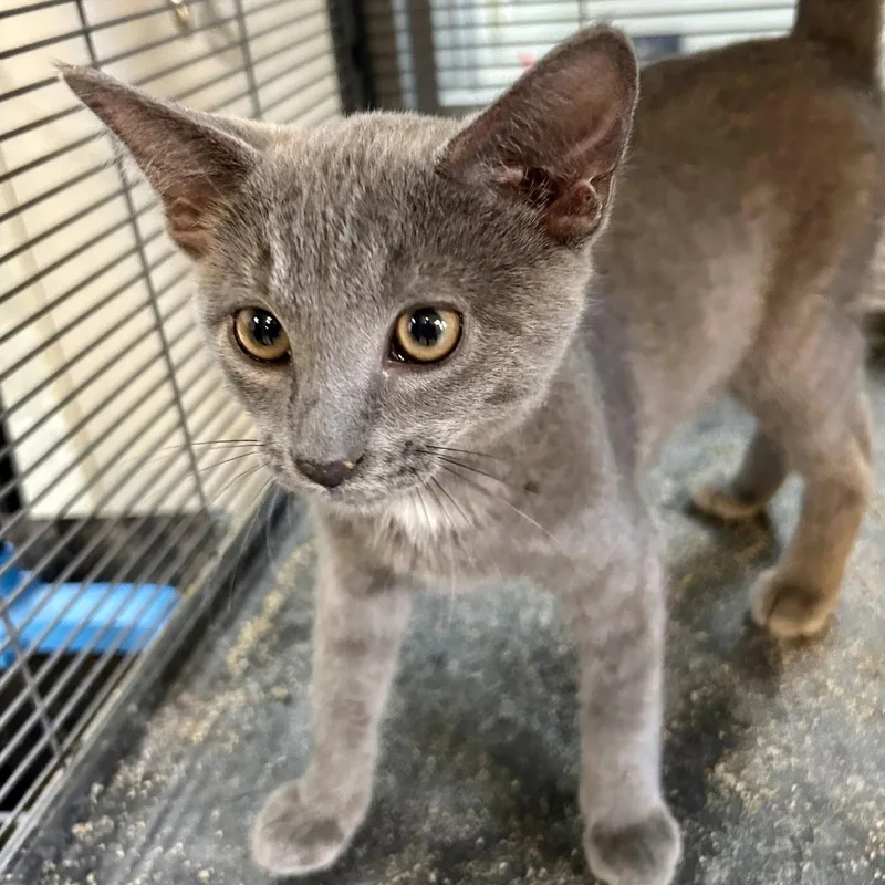 A baby medium-sized male Gray / Blue / Silver Domestic Short Hair cat named Slate for adoption in Norwood, OH