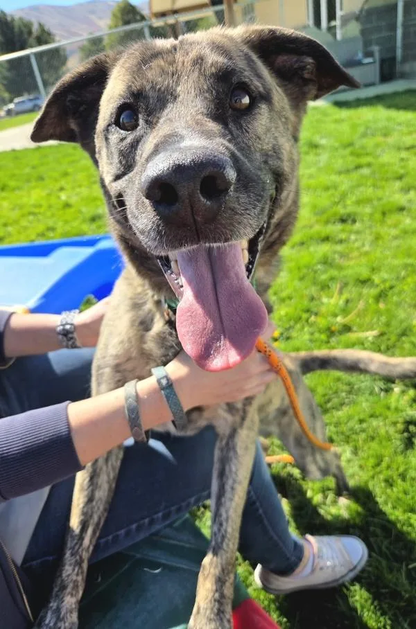 An adult medium-sized male Dutch Shepherd dog named Finn for adoption in Pocatello, ID