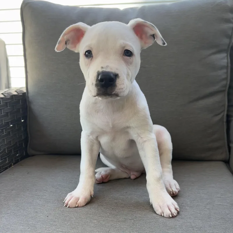 A baby large-sized male White / Cream Pit Bull Terrier dog named Tractor for adoption in Detroit, MI