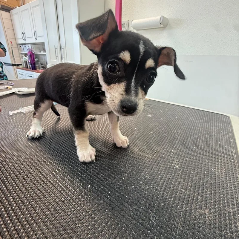 A baby small-sized female Black Chihuahua dog named Luna for adoption in Phoenix, AZ
