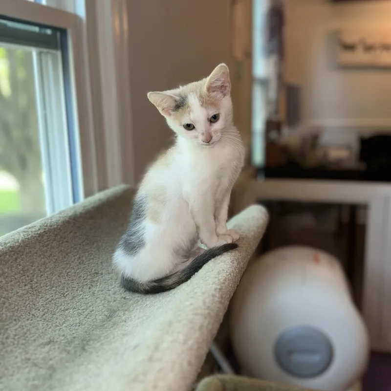 A baby small-sized female White Domestic Short Hair cat named Mary Jane's Stiletto for adoption in Chantilly, VA