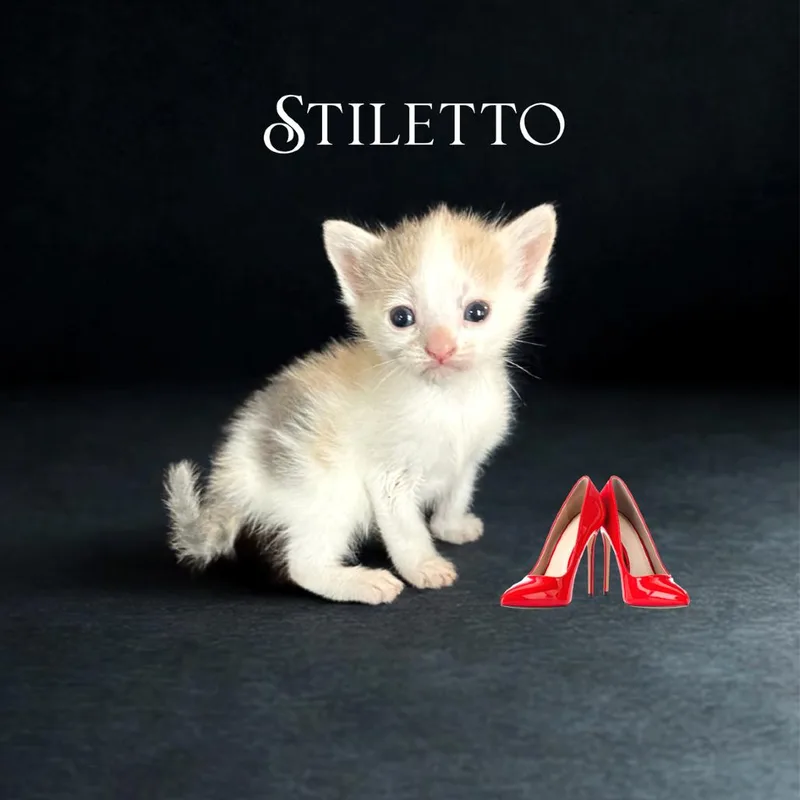 Mary Jane's Stiletto thumbnail 4