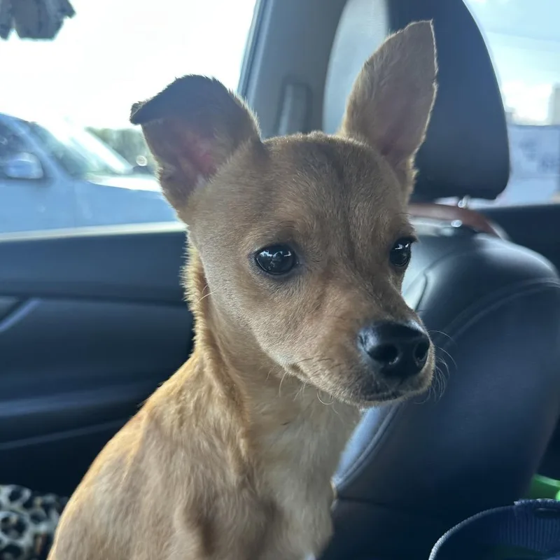 Peanut C thumbnail 2