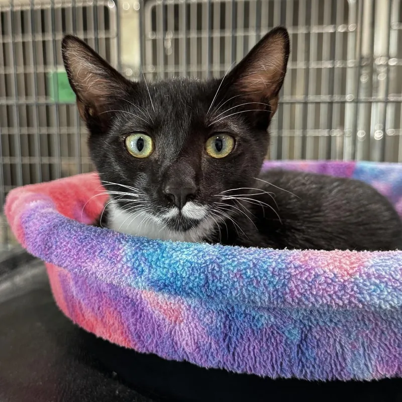 A baby small-sized male Black Domestic Short Hair cat named Madrid for adoption in Bradenton, FL