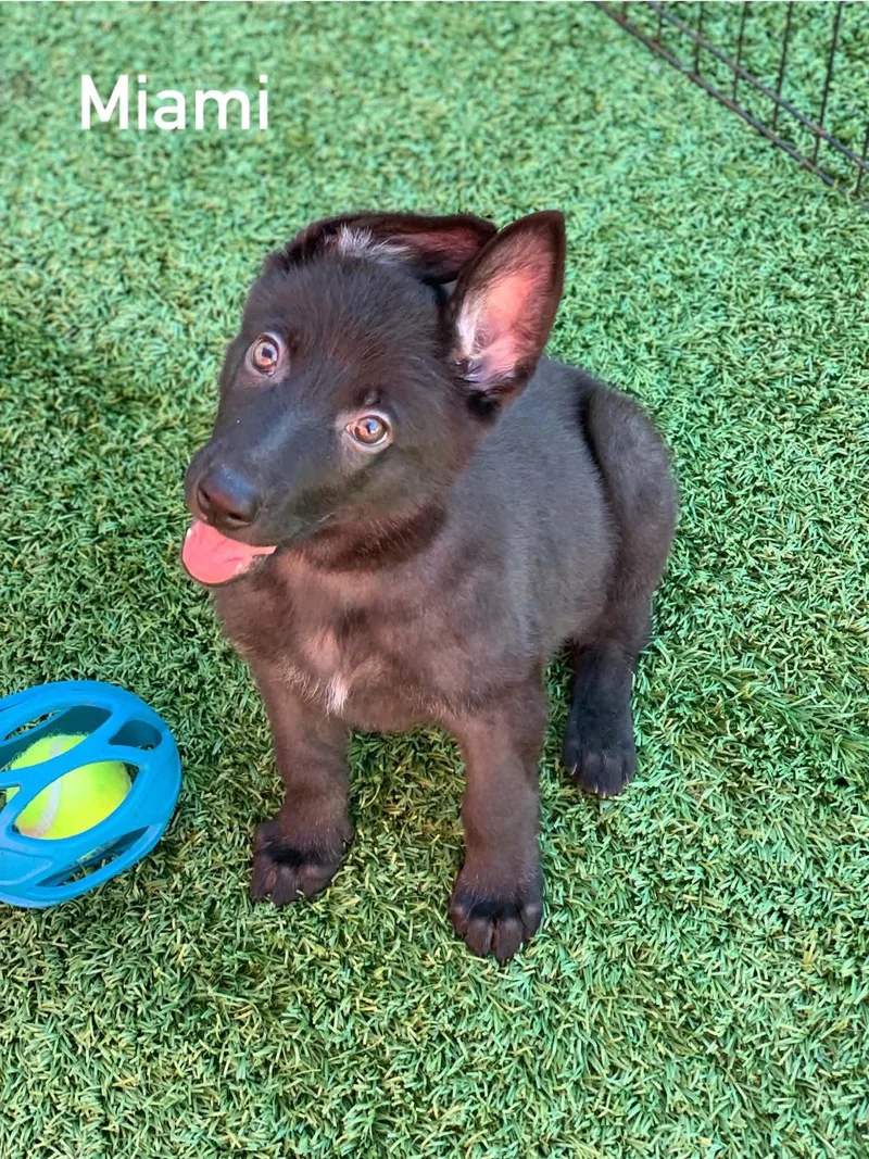 A baby large-sized female Black German Shepherd Dog named Miami for adoption in Douglas, MA