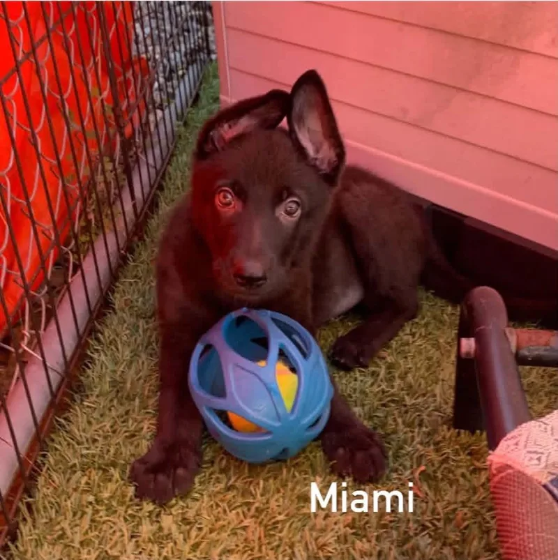 Miami thumbnail 2