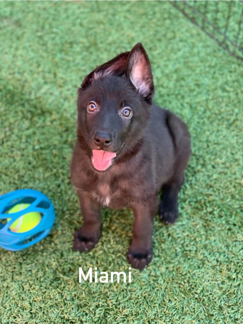 Miami thumbnail 3