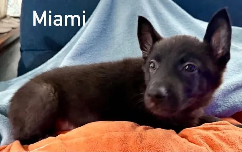Miami thumbnail 4
