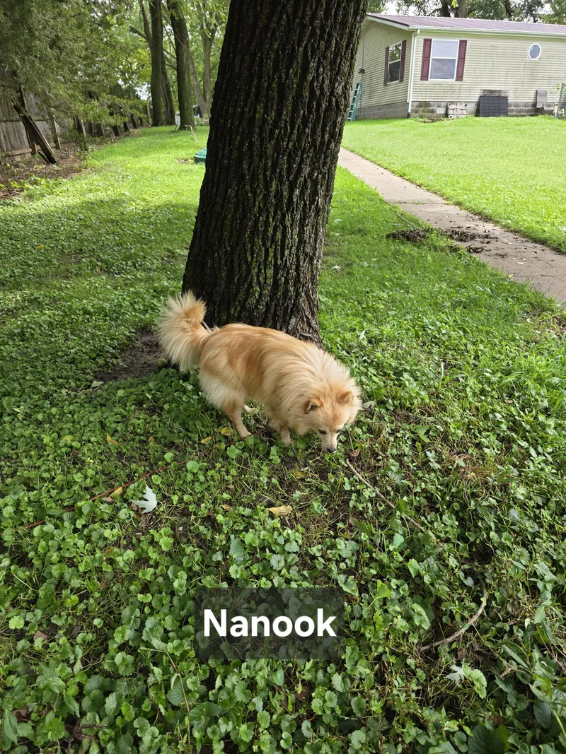Nanook