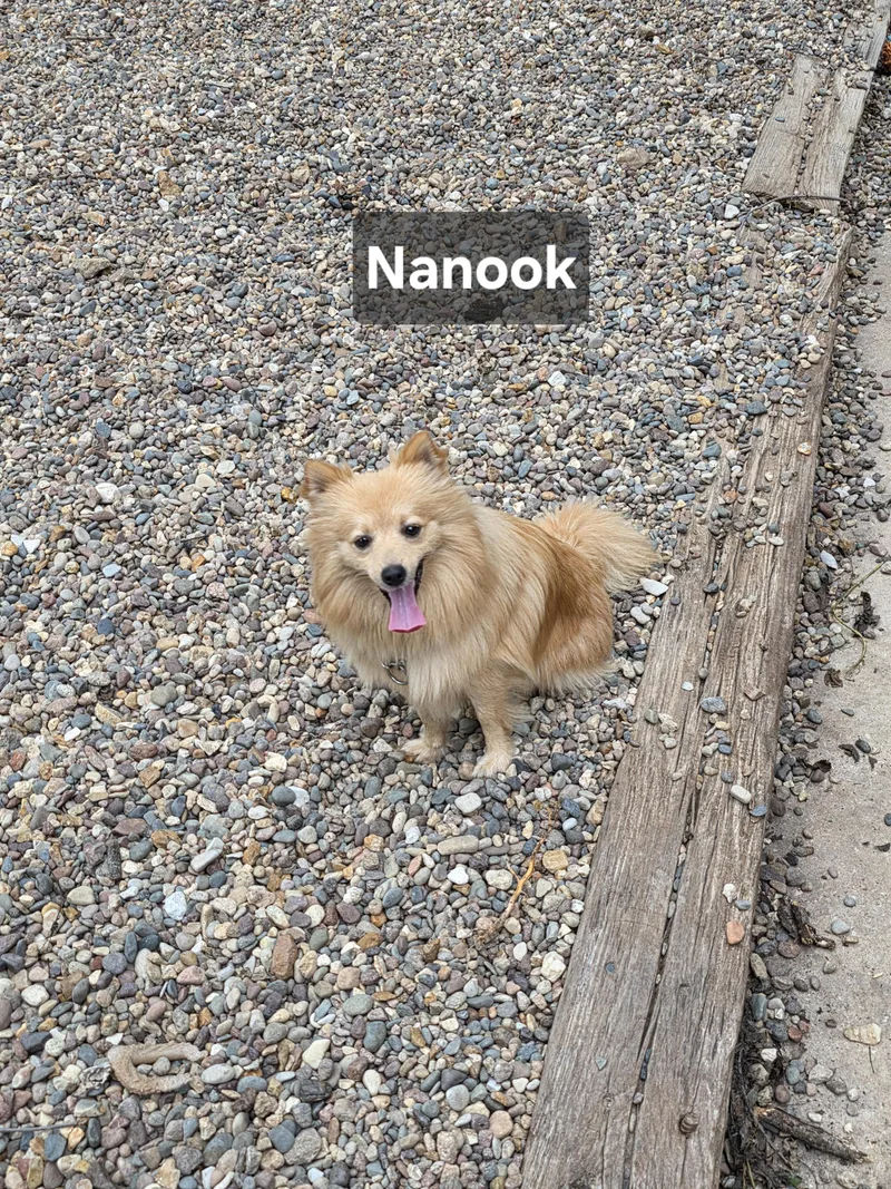 Nanook thumbnail 3