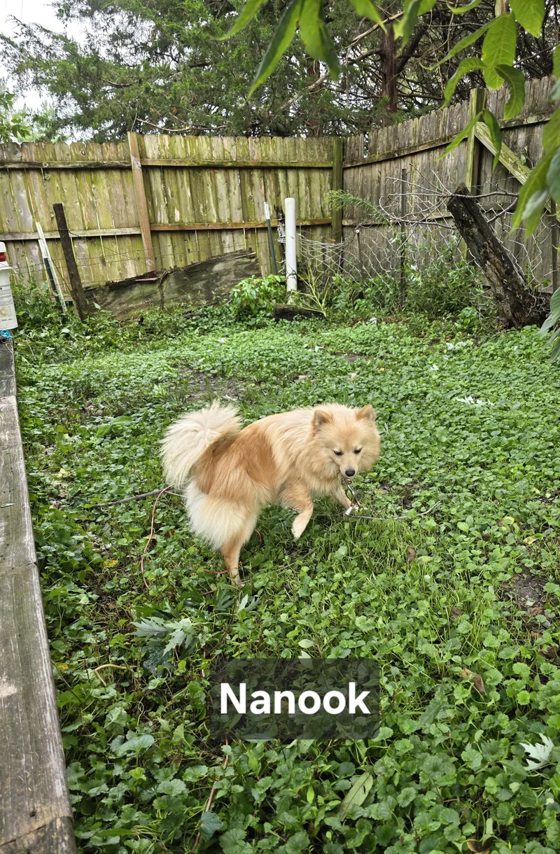 Nanook thumbnail 4