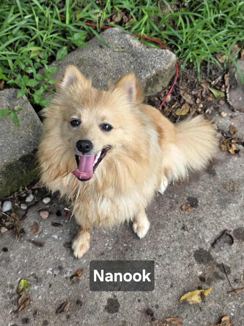 Nanook thumbnail 5