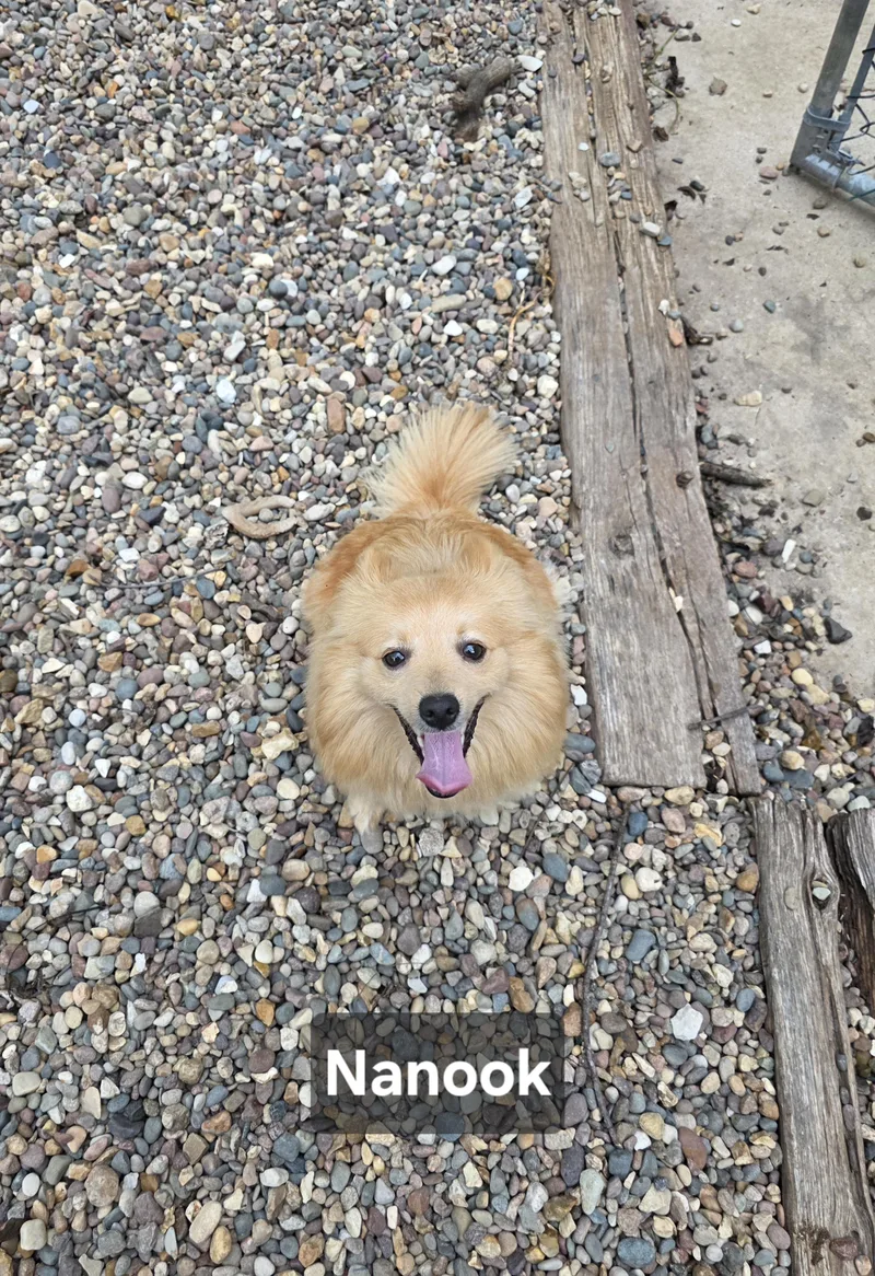 Nanook thumbnail 6