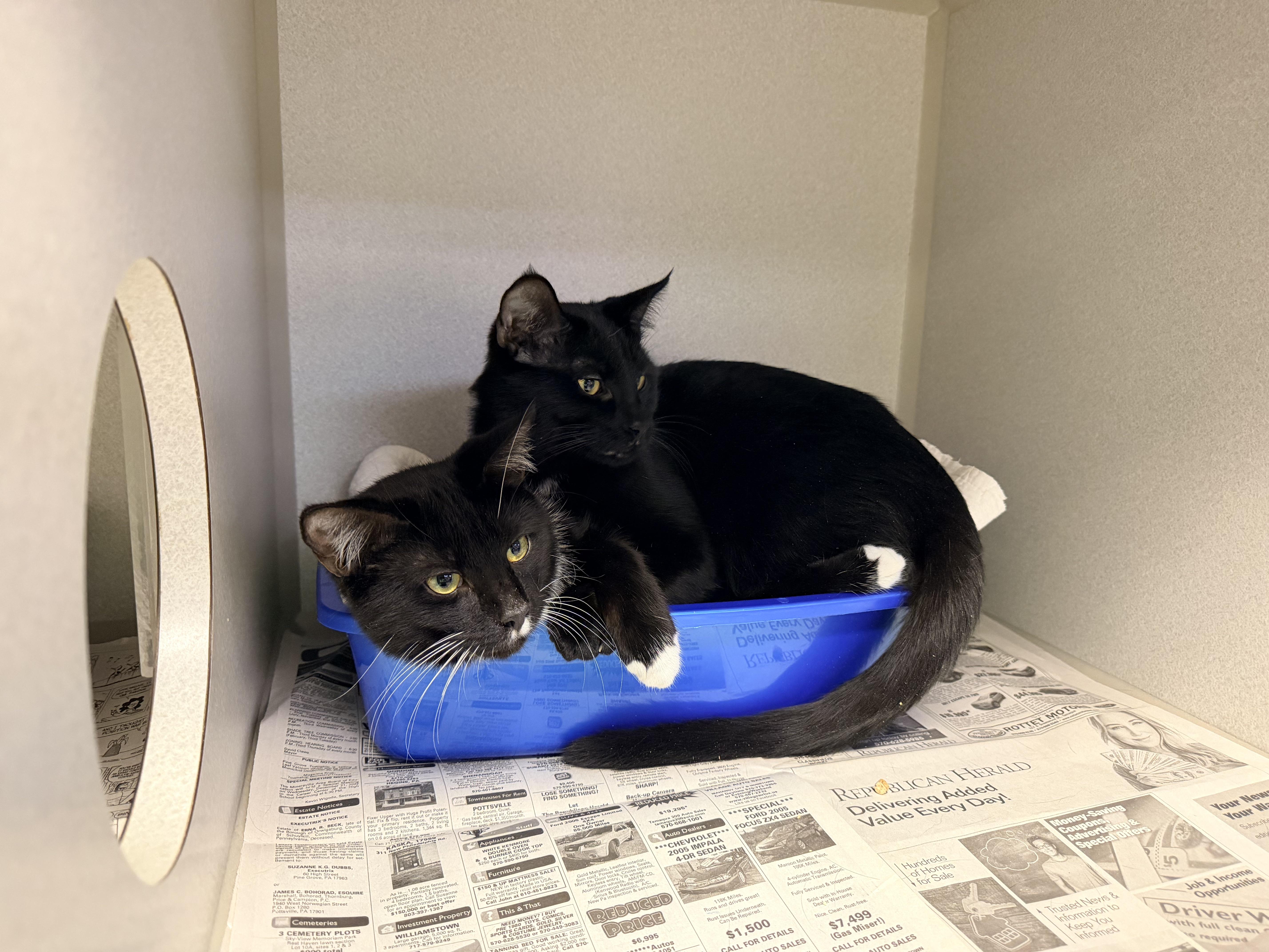 A young medium-sized male Black & White / Tuxedo Tuxedo cat named Hazelnut for adoption in Pottsville, PA