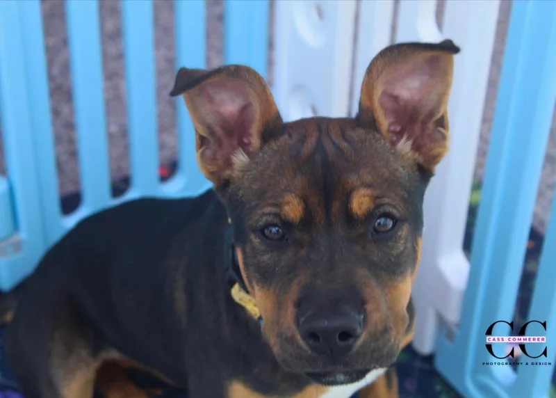 A baby medium-sized female English Bulldog dog named Sissy for adoption in Houston, TX