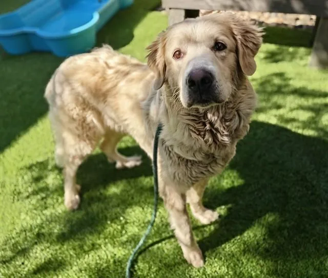 An adult large-sized female Great Pyrenees dog named Valko for adoption in San Jose, CA